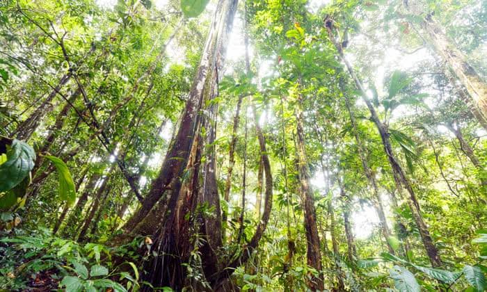 Can Forests Survive the Climate They Helped Create?